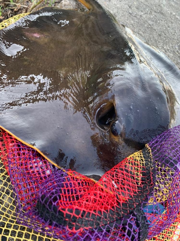 イカ調査のはずが