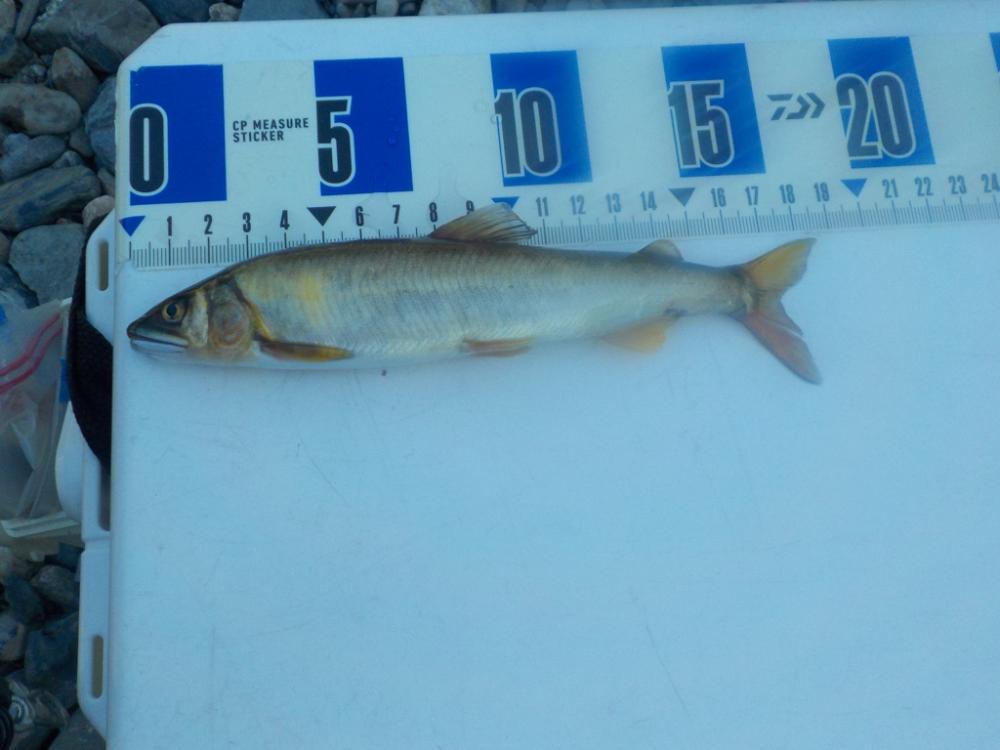 美山鮎釣行第2戦