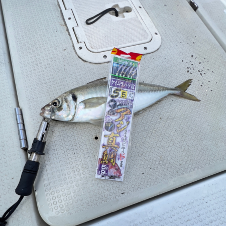 鬼アジ/サビキ&タチウオ/ジギング…