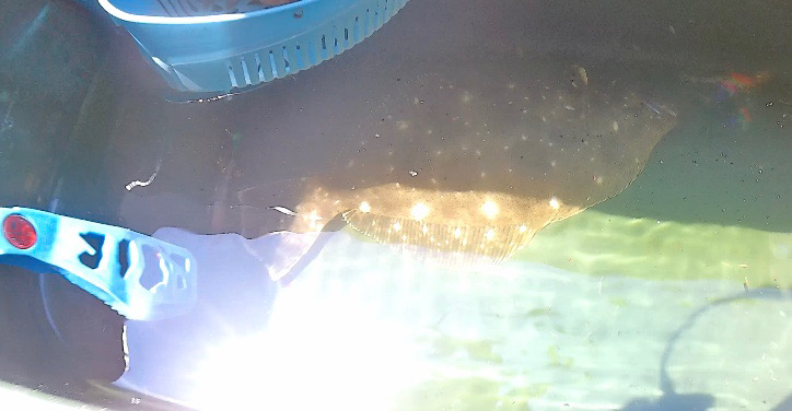 一つテンヤ当たり多っ！！