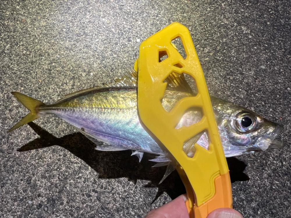 鯵を探して三千里 Vol.58