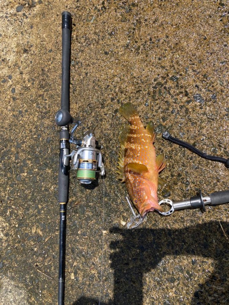 アコウがいいな