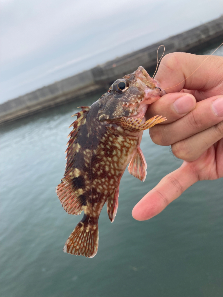 デイガシリング