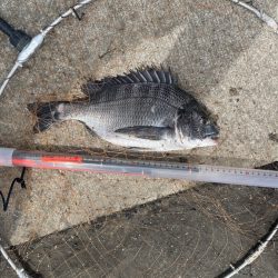 フカセ釣り のち 紀州釣り⁈