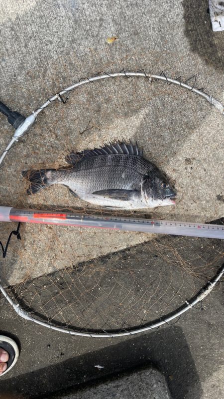 フカセ釣り のち 紀州釣り⁈