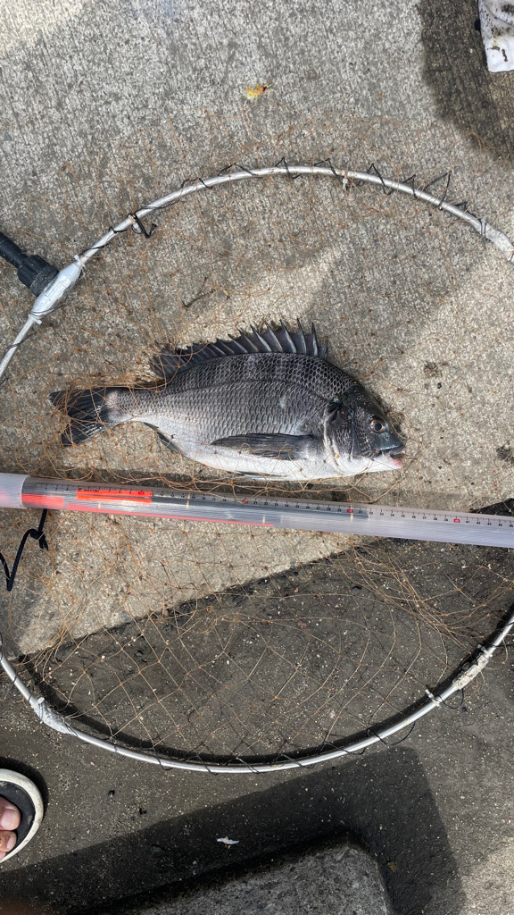 フカセ釣り のち 紀州釣り⁈