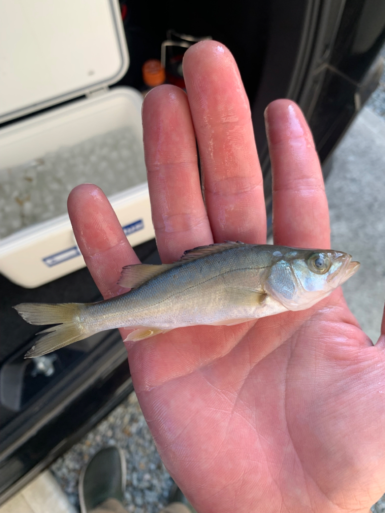 1週間ぶりのサビキ