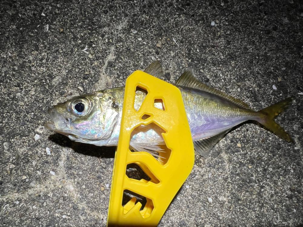 鯵を探して三千里 Vol.52