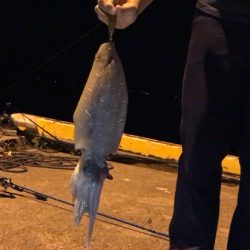 生口島エギングキロアップゲット