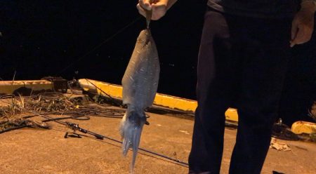 生口島エギングキロアップゲット