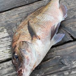 まずまずの釣果