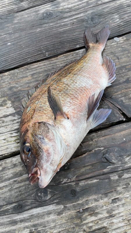 まずまずの釣果