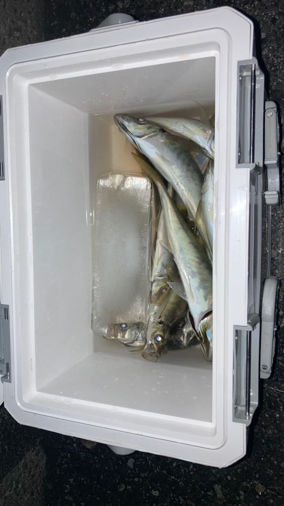 サバがよく釣れた日