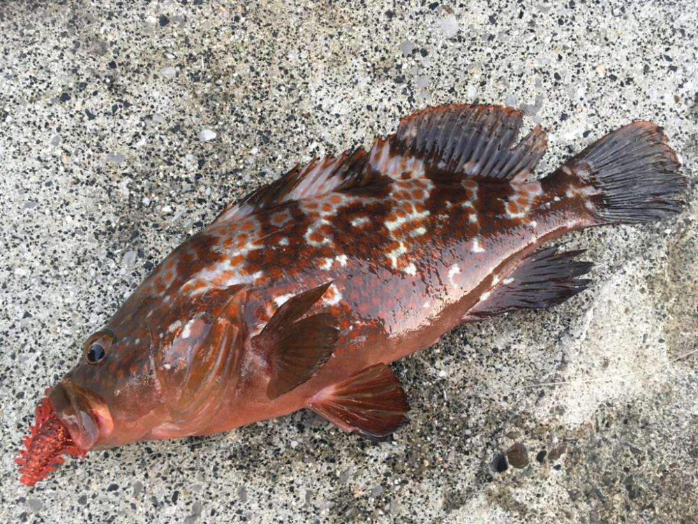 【タコフィネス】 アコウ40cm弱とタコ