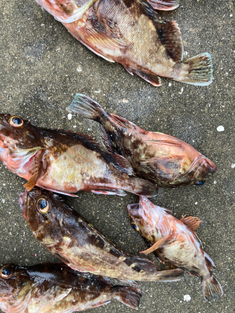 雨上がりにガシラ釣ってきました