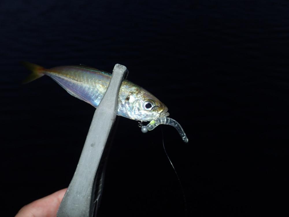 豆アジのちアコウ