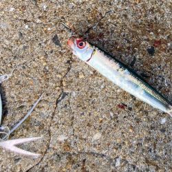 豆クネクネでライトショアジギにゃ！