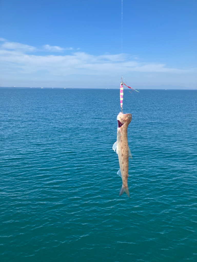 猛暑の中のヒラメ君