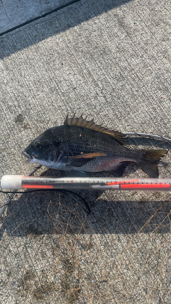 フカセの仕掛けで 紀州釣り!