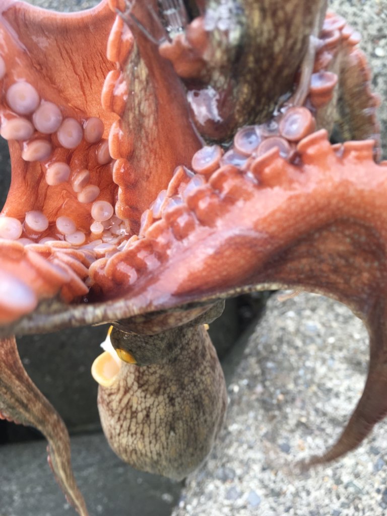 【タコフィネス】 テトラで計3600g＋コウイカ