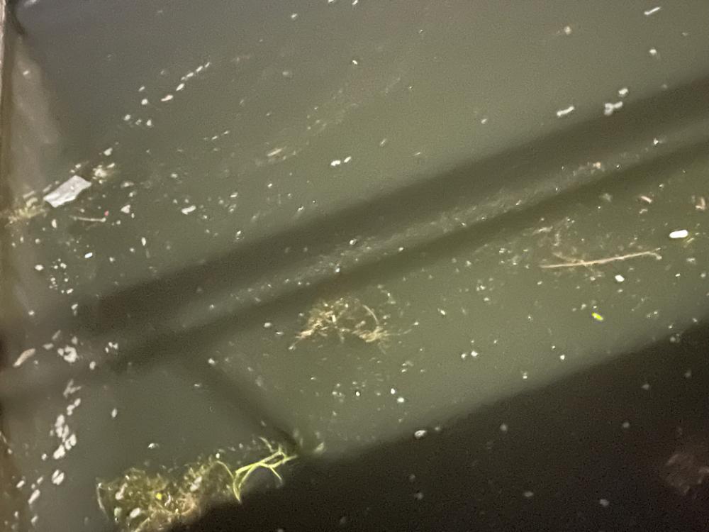 ジグ単de…アジング!鯵一時豆^ ^