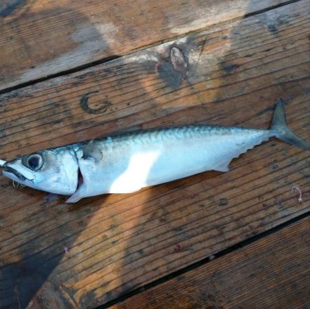 筏でアジ、サゴシ不漁