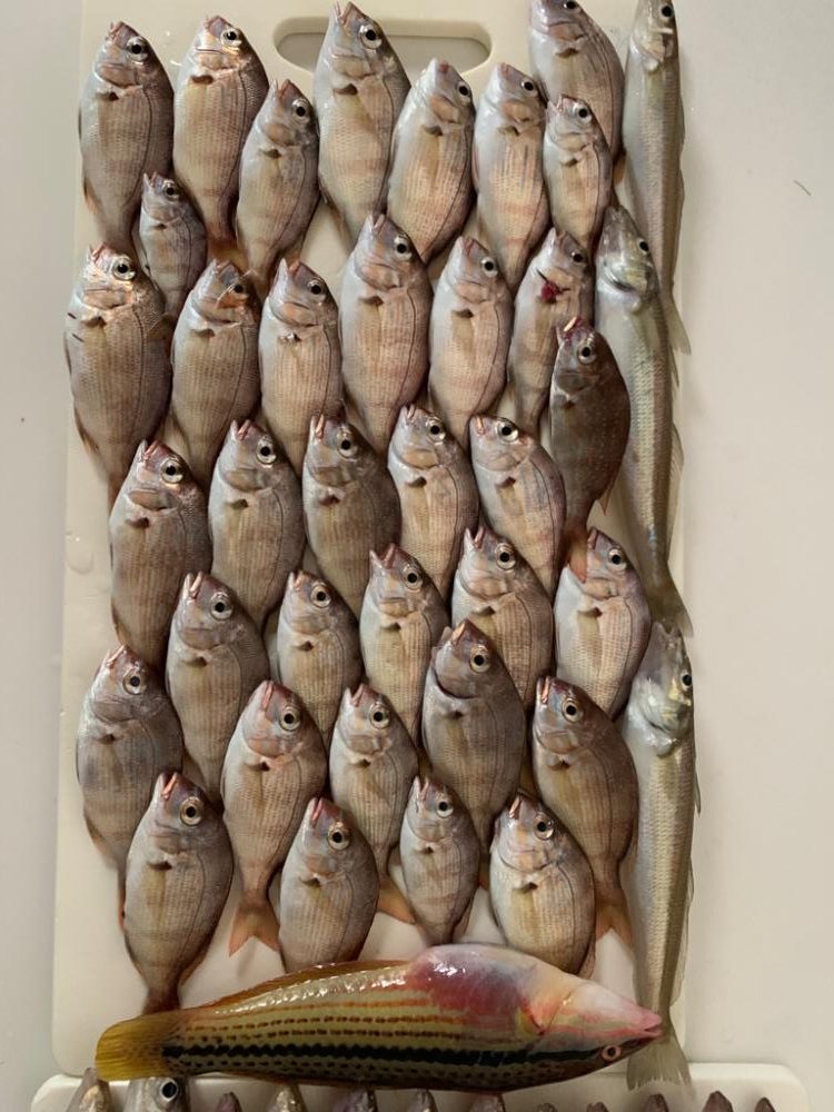 チャリコパラダイス