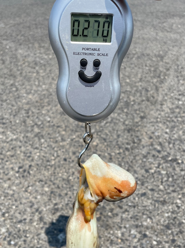 タコ バラシ😓