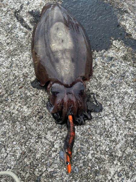 夕まずめ一本勝負