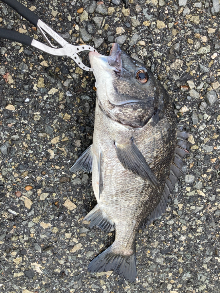 雨上がりのチヌ狙い