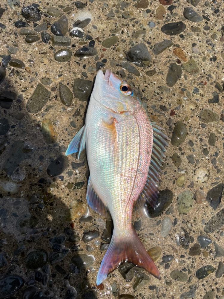 ウルトラライトキス