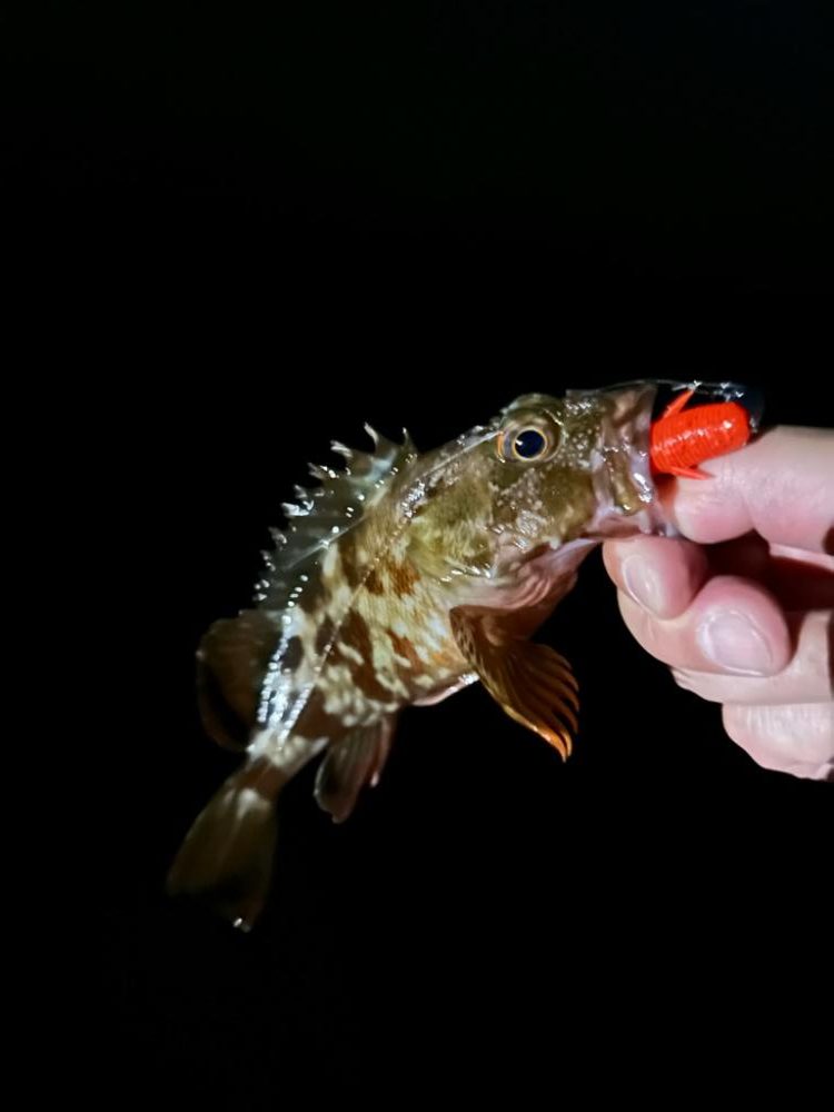 ライトロックでガシラ祭り