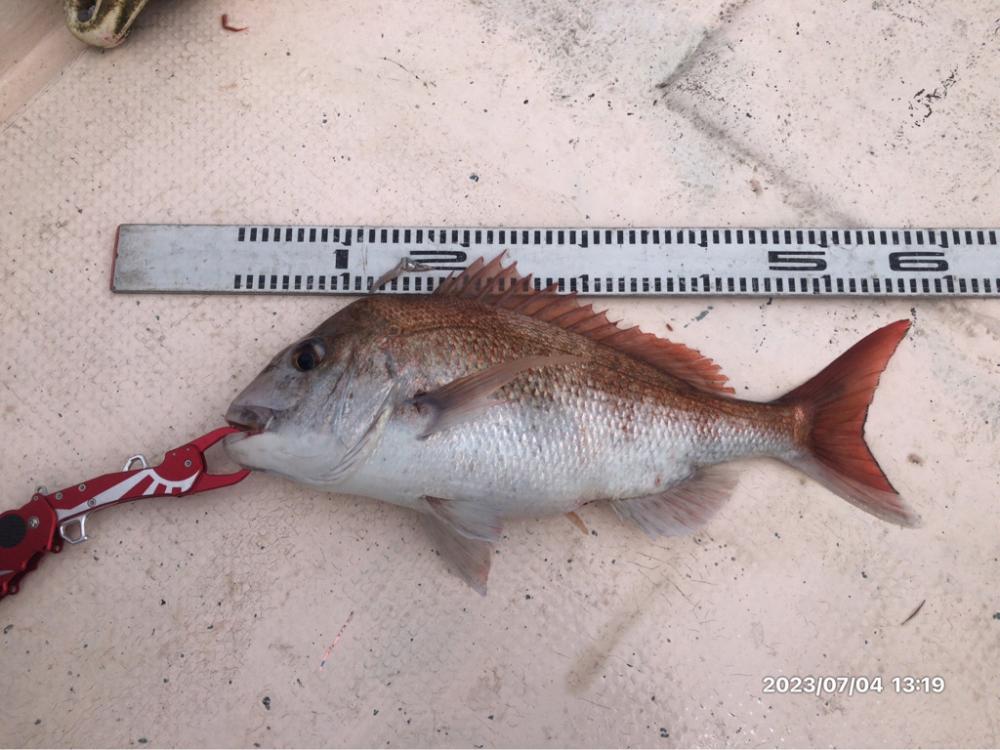 7/4 伊島沖　タイラバ　ジギング