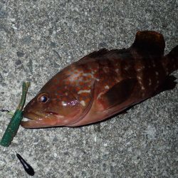 日没直前からの1時間が狙い目！