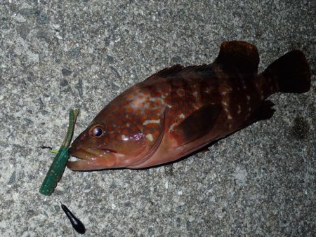 日没直前からの1時間が狙い目！