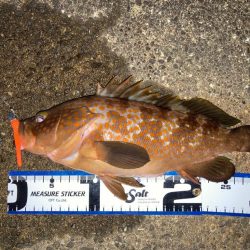 トレジャーハント成功‼️