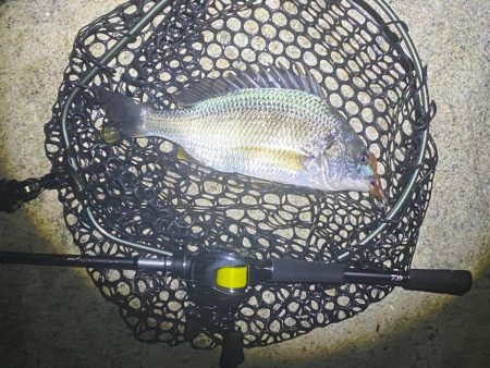 チニングは夜が涼しくて良い