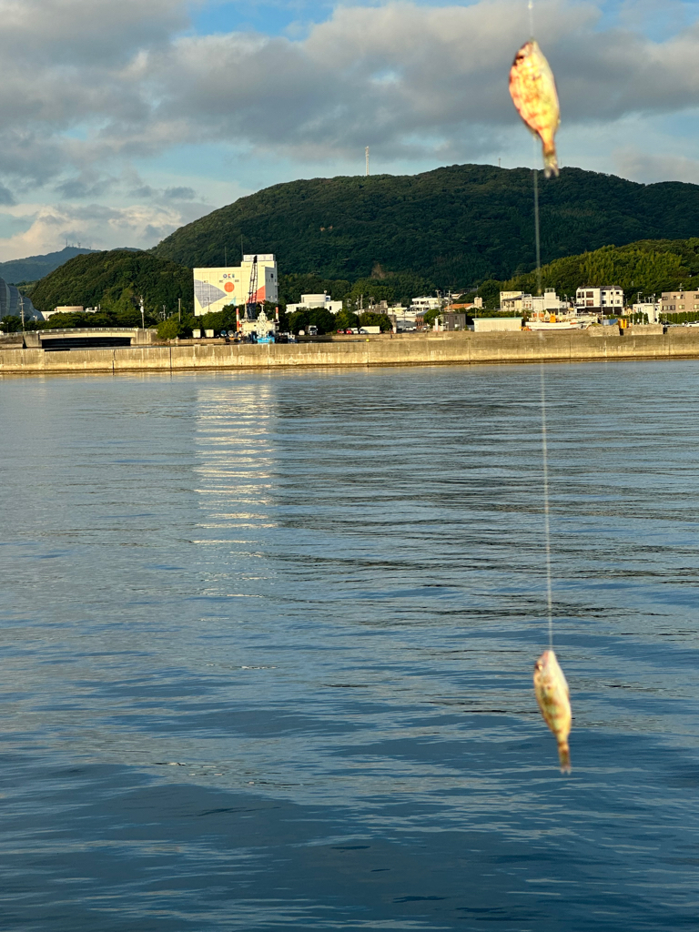 キス　夜釣り(投げ釣り)