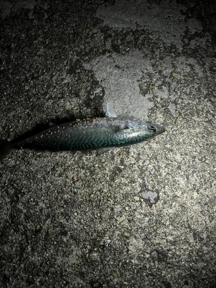 大サバリベンジ