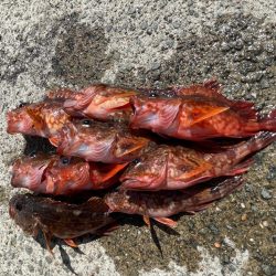 ガシラ×ぶっ込み