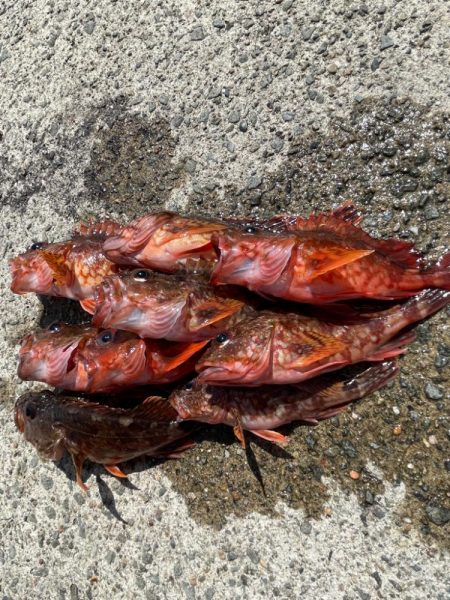 ガシラ×ぶっ込み