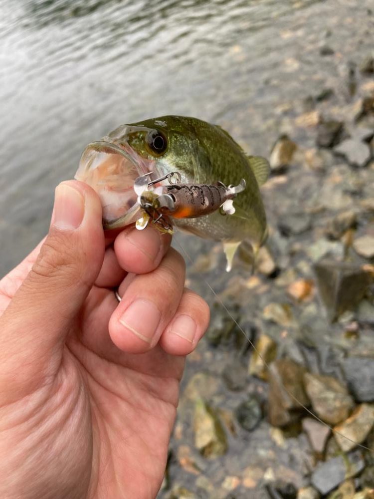 プラグで数釣り
