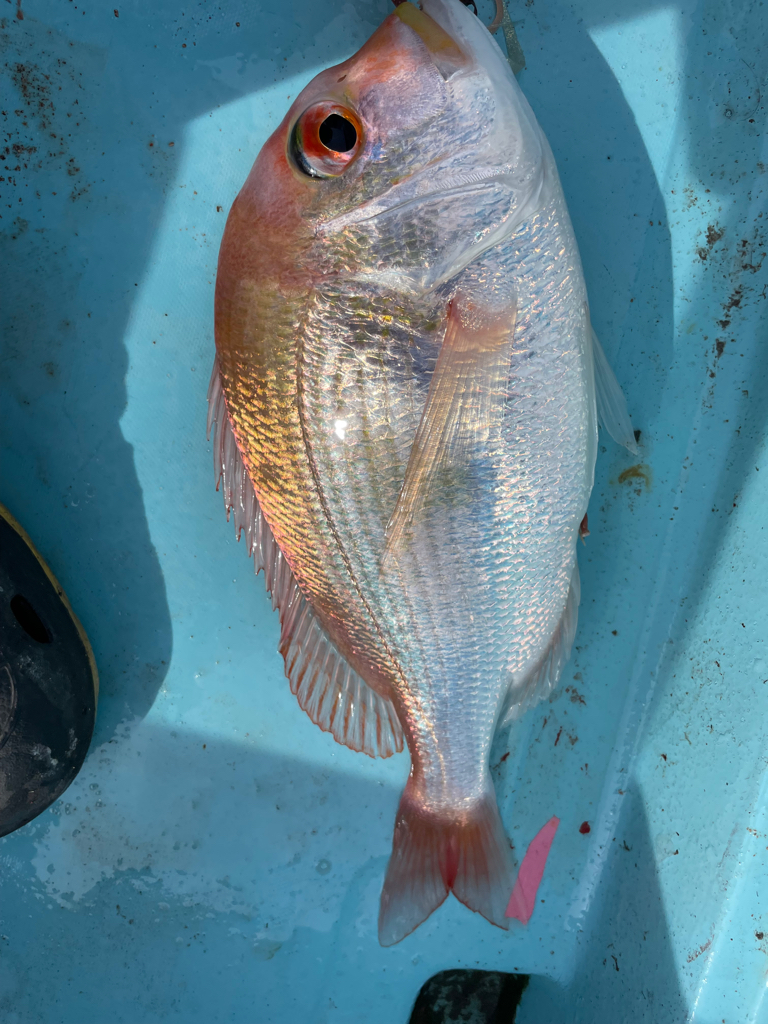 高知で初オフショア