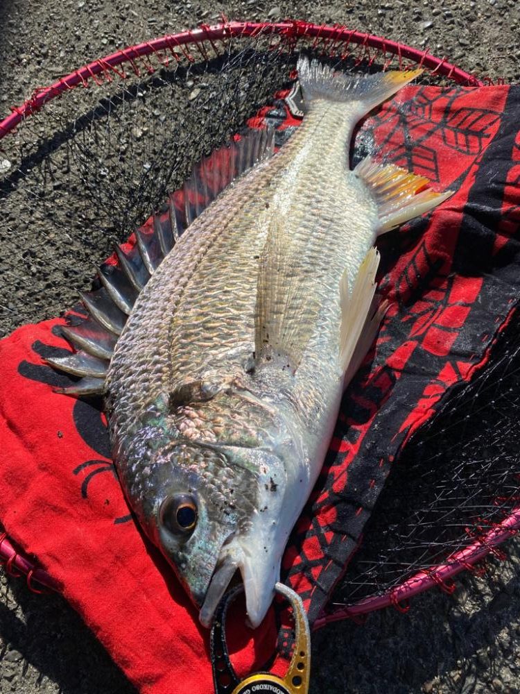 ヘチってきました