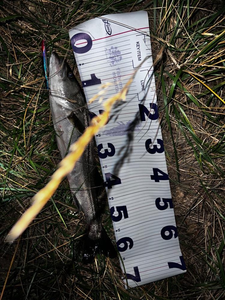 ブローウィン125Fの当たり日