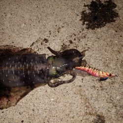 夏イカエギングナイト編