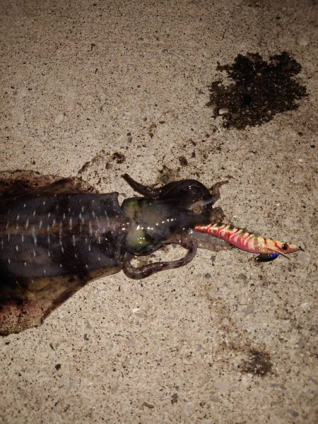 夏イカエギングナイト編