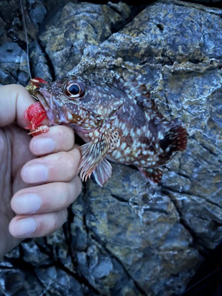 小浜ライトゲーム