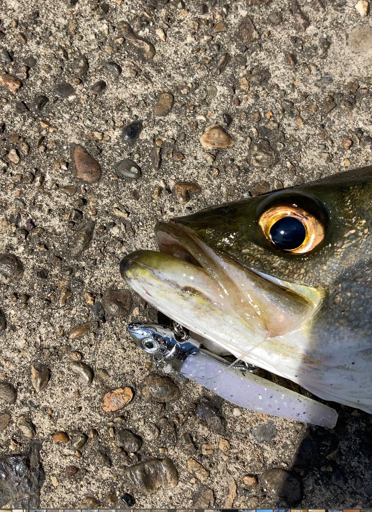 ⭐︎岸ジギリベンジ