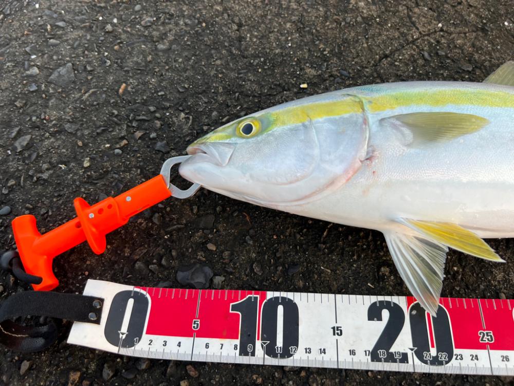 ネイリはどこ？